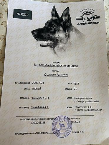 токмок собака: Восточноевропейская овчарка, 2 года, Самка, С родословной, С прививкой — 1