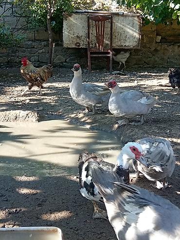 Утки: Salam.Lavanda lal ördəkləri satılır.1il4 aylıqdılar,2 erkək 1 dişi — 5