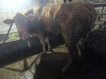 Коровы, быки: Продаю | Корова (самка) | Для разведения | Привязанные — 6