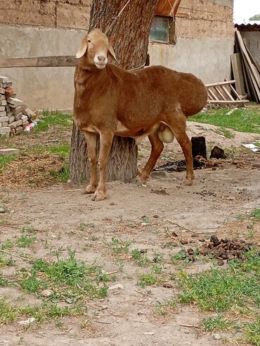 жылкы уй: Сатам | Кочкор (эркек) | Арашан | Көбөйтүү үчүн | Асыл тукумдуу, Жасалма жол менен боозутуу