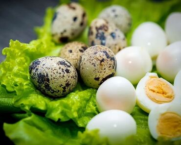 яйцо перепелиное в Кыргызстан | МОЛОЧНЫЕ ПРОДУКТЫ И ЯЙЦА: Перепелиный яйцо продаётся