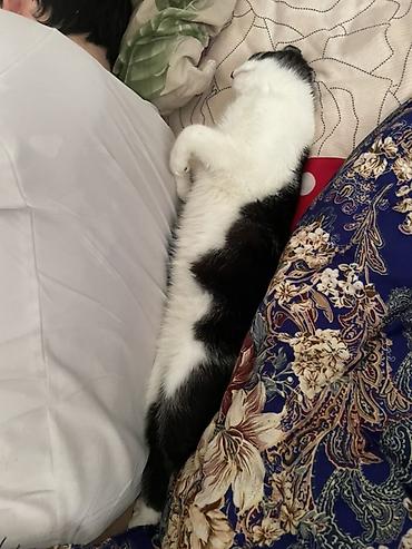 Отдам даром кошку: Кошка даром: Беспородная, 7 месяцев, Девочка, Приучена к лотку — 7