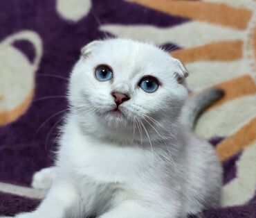 продажа козы: Скотиш Фолд (Шотландская вислоухая), 2 месяца, Девочка, Приучена к лотку, Проглистована, С прививками