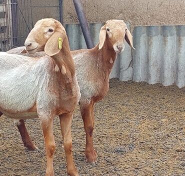 продам ягнят романовской породы: Сатам | Ургаачы кой (ургаачы) | Арашан | Көбөйтүү үчүн