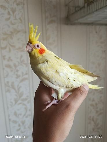 en iri it cinsi: Salam Tam Sağlam Quşdur 1 Aylıqdır Qırmızı Göz Lutino Sortudur Bu — 2
