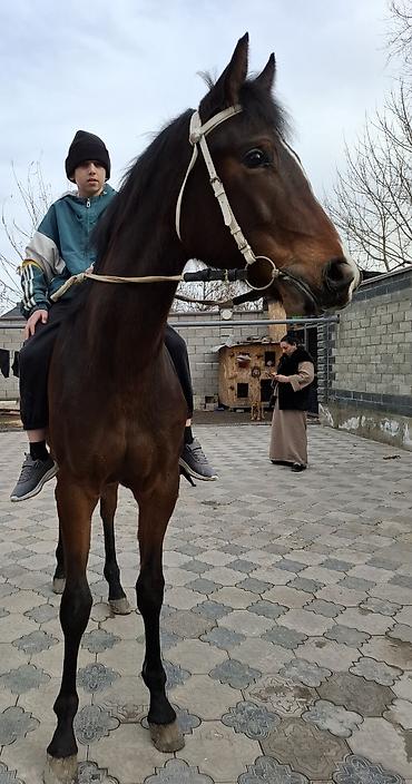 Лошади, кони: Продаю | Кобыла (самка) | Английская — 2