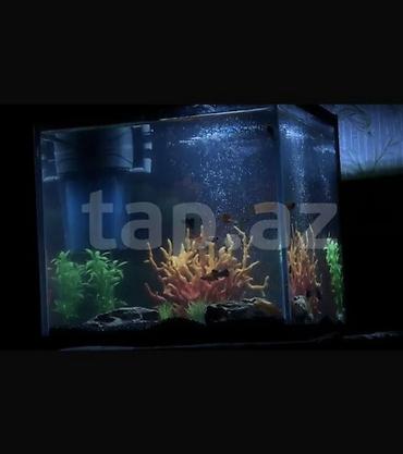 akvarium balaca: Dördbucaq akvarium, Balıqlarla birlikdə, 27 l — 1
