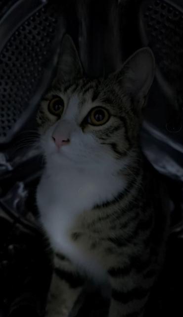 возьму щенка: Отдаём в добрые руки кошку. Ей один год, к лотку приучена. Кушает — 10