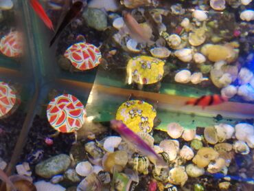 Digər heyvanlar: Qırmızı yanaq su tısbağalar. Şəkillərdə müxtəlif naxışlı, dekorativ — 9