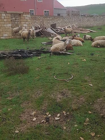 qoyun aliram: Qoyun-keçi sürüsü - Növ: Qarışıq xırdabuynuzlu (qoyun və keçi) - — 4