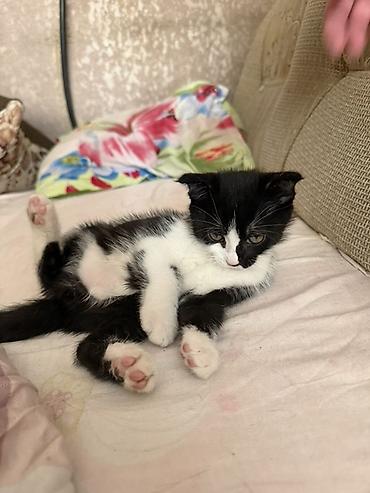 pitomnik temir: Отдам ДАРОМ домашних котят — 6