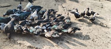 Ördəklər: Muscovy (barbar) ördəkləri – iri sürü - Rənglər: qara-yaşıl — 9