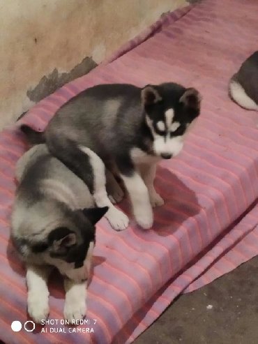 Köpəyin lalafo.azdan Azərbaycanda alışı Köpək baha deyildir!