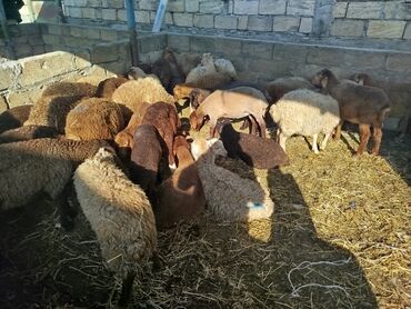 Коровы, быки: Ягненок, Самец, Qala, месяцев: 1, 10 кг, Для разведения, Самовывоз