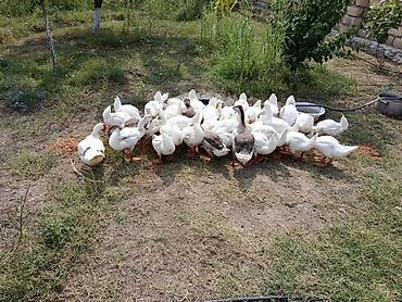 damazlıq heyvanların satışı: 3 aylıq qazlar satışa çıxrıldı, ətlik sortlardihamisi xususi yemleme — 2