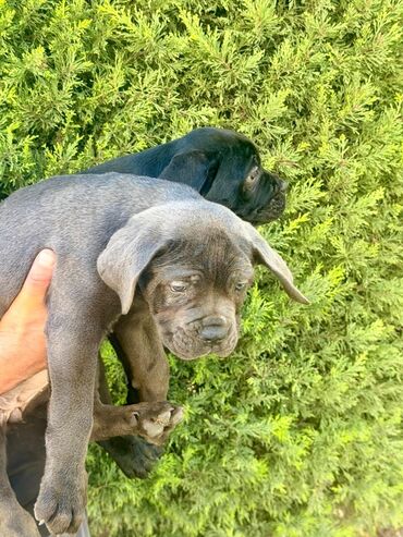 İtlər: Kane-Korso, 2 ay — 12