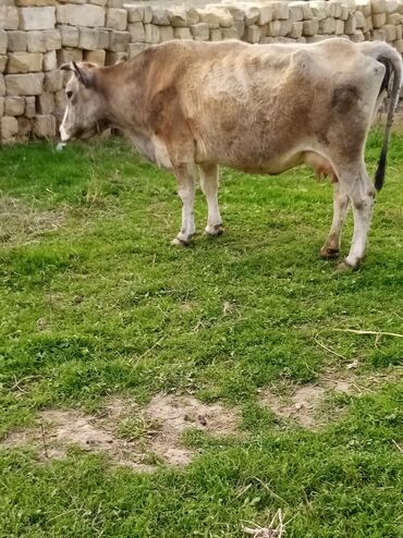 Inəklər, öküzlər: Salam südverən İNƏK. 6.7 LİTİR SÜD VERİR YAĞLI SÜDÜ VAR DİŞlİ CAVAN -da lalafo.az — 4 Inəklər, öküzlər: Salam südverən İNƏK. 6.7 LİTİR SÜD VERİR YAĞLI SÜDÜ VAR DİŞlİ CAVAN — 4
