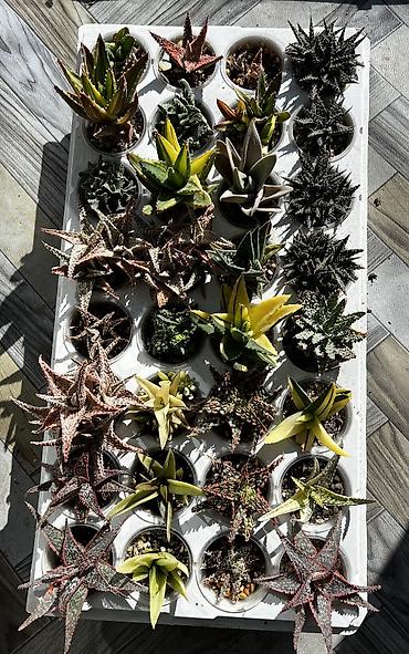 Другой декор и предметы интерьера: Продаю суккуленты: эхеверии, седумы, крассулы, эониумы алоэ — 5