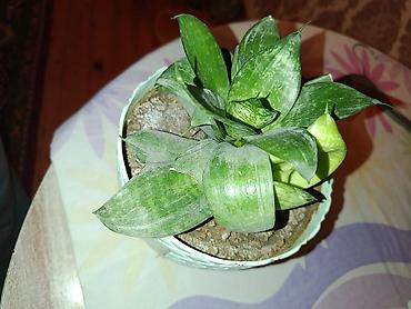ev guleri: Sukulent – Sansevieria “Hahnii” (Cücə quş yuvası) - Bitki növü — 2