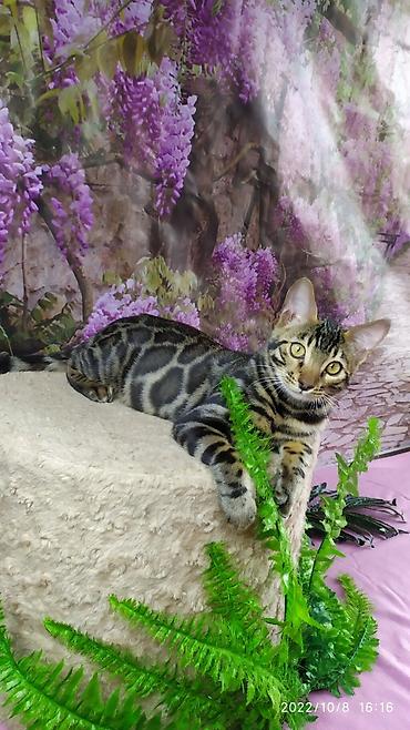 Продажа кошек: Бенгальские Детки .проф питомник Бен Гла Мур. предлагает Девочек и — 4