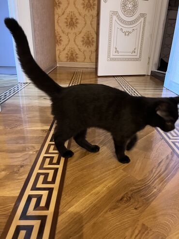 шотландская кошка: Отдадим даром черный британец
цветная шотландская вислоушка