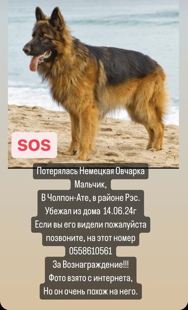 купить собаку породистую: SOS Потерялась Немецкая Овчарка Мальчик, В Чолпон-Ате, в районе Рэс