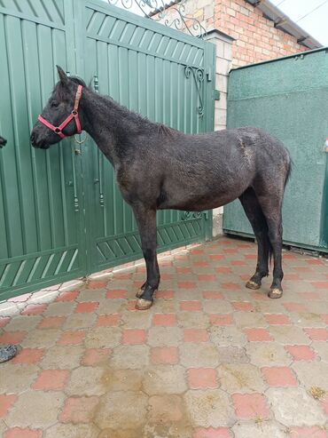 разведение сельскохозяйственных животных: Сатам | Тай | Ат спорту