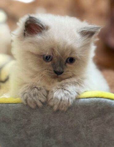 Pişiklər: Şinşilla, Erkək, Cütləşmə üçün — 5