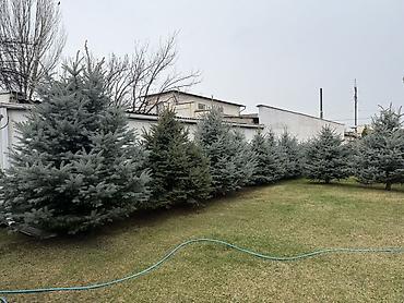 Ель: Продаю Ели голубые от 2-4 метров, колоновидные туи 4 метровые: густые — 11