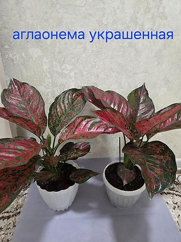 Декабристы: Декабристы (Schlumbergera) в горшках. - Окраска цветков: белая (на — 17