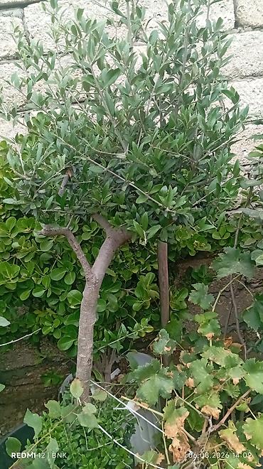 limon ağaçı: Zeytun ağacı – dekorativ formaya salınmış, qabda əkilmiş - Bitki — 2