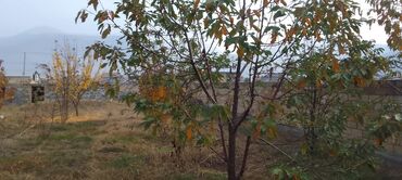 Torpaq sahələrinin satışı: Şəki-Qax yolunda Torpaq sahəsi – həyətyanı bağ - Hündür daş hasarla — 4