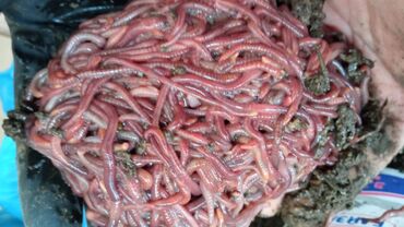 купить калифорнийских червей в Кыргызстан | Автозапчасти: Хотите чтобы ваши растения хорошо принялись и хорошо росли тогда Вам