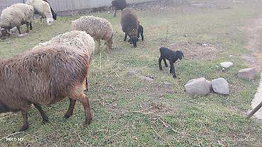 Баран, овца: Продаю | Овца (самка) | Для разведения | Матка — 7