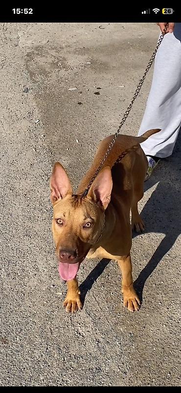 dok it: Pitbul, 6 ay, Dişi, Peyvəndli, Pulsuz çatdırılma — 4