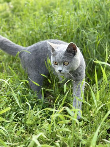 Коты: Продаю кота Порода: шотландец Возраст: 6 месяцев Привит Проглистован