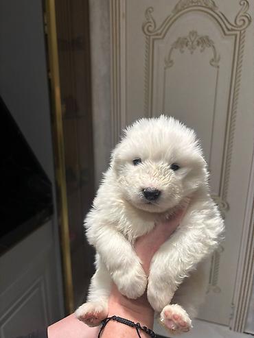 İtlər: Samoyed — 9