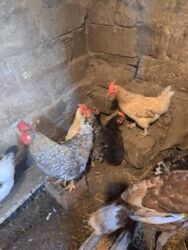 Toyuqlar: Tam saglam yumurtayan toyuglar Bakının Digah kendi — 3