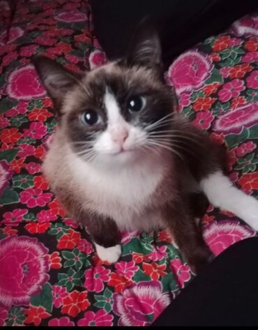 Отдам даром кошку: Кошка даром: Тайская, 8 месяцев, Девочка, Приучена к лотку