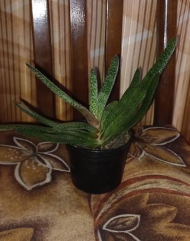 tom gul qabı: Sukkulent bitki – Haworthia limifolia (oxşar növ). Kiçik qara saksıda — 1