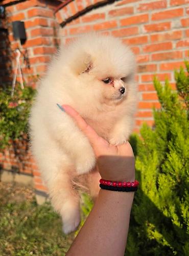 kupujem prodajem pomeranac: Teddy bear pomeranci, dve sestre, spremne su za preuzimanje. Bogato — 6