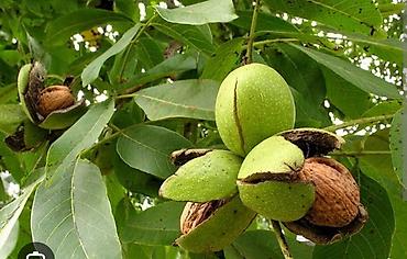 Грецкие орехи (Juglans regia)

оптом