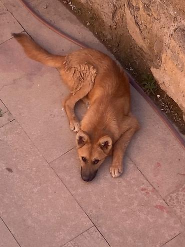 golden retriever golden: Alman çoban iti, 5 ay, Erkək, Peyvəndli, Ünvandan götürmə — 2