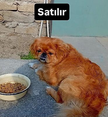 qurd basar iti: Pekines — 1