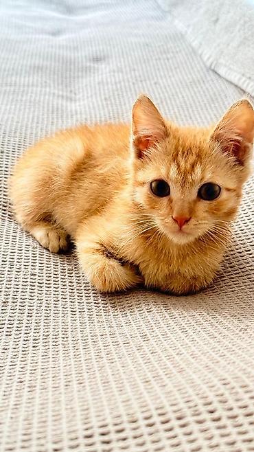 ххх девочка: Отдаю даром котёнка,не игрушка для детей и для взрослых с дальнейшем — 2