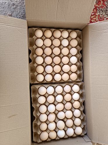 инкубационные яйца бройлера: Договорная