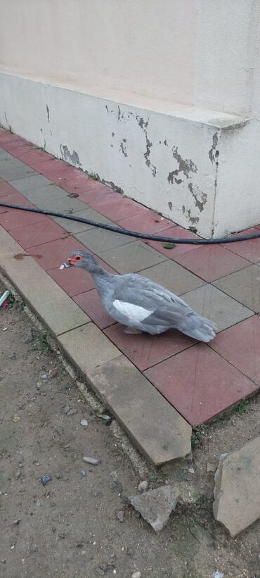 Digər quşlar: Məhsul: Boz rəngli musk ördəkləri (Indoutka) Təsvir: - Şəkillərdə boz — 9