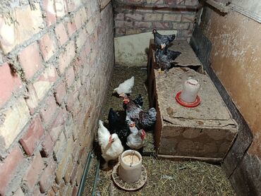 чешский коза: Продаю декоративных петухов и курочек