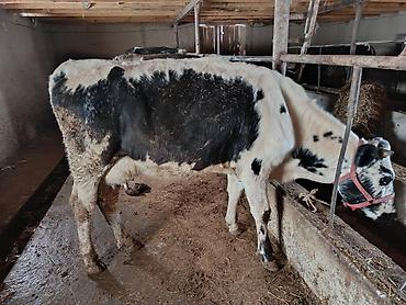 Коровы, быки: Продаю | Корова (самка) | Для молока | Привязанные — 7