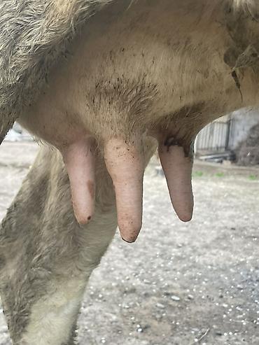 Коровы, быки: Продаю | Корова (самка) — 6